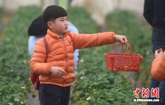 小朋友在家人面前炫耀自己采摘的草莓